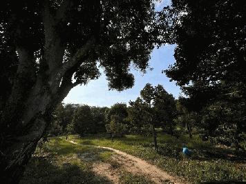 ขายด่วนๆๆ ที่ดินสวนทุเรียน เมืองระยอง ตำบลเพ วิวภูเขา ติดแหล่งน้ำธรรมชาติ ใกล้ทะเล เนื้อที่ 4 ไร่กว่า โทร 0852619111 เจ้าของขายเอง